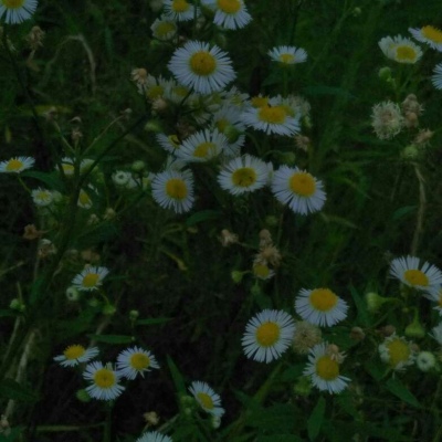 橙妹：风景静物头像/愿喜/内含花朵