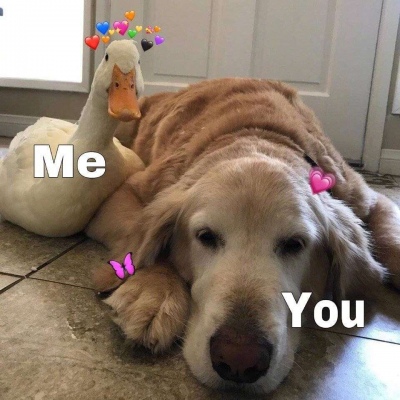 沙雕文字动物头像 讨厌你的理由太多 我都说不过来