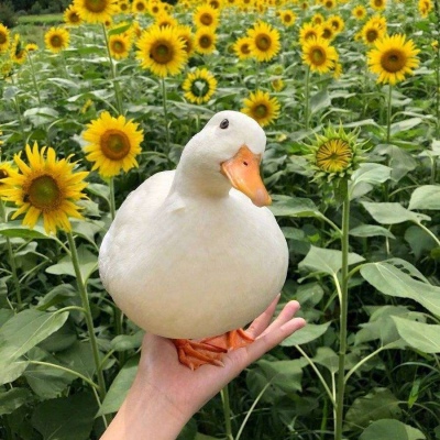 捕捉一只可爱的鸭鸭