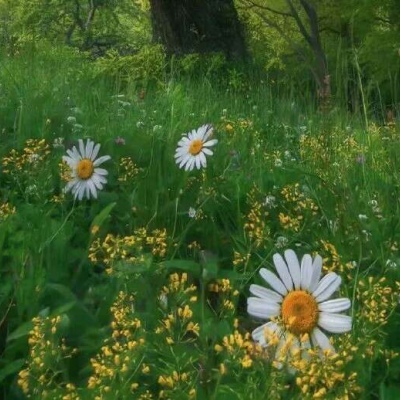 江奕/绿色系头像/他该让你失望的事，从来都没辜负过你 ​​​
