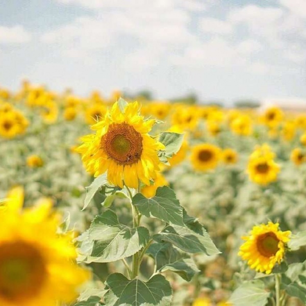 小清新/花丛/唯美风景/背景图/早安 遇见美好