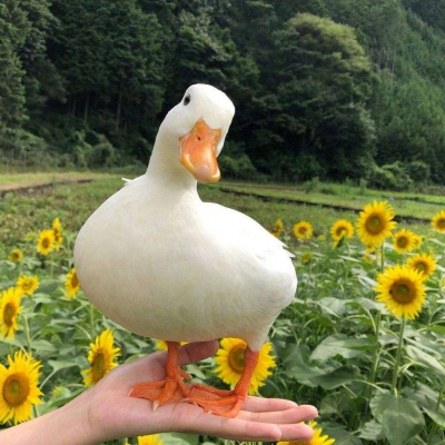 只爱你鸭！（！！！）