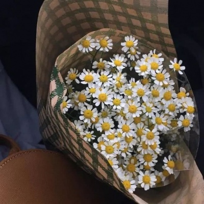 林一笑 唯美简约风景静物背景图