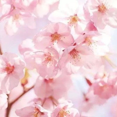 十里：我做不来好人，也不敢做坏人，只想做你的心上人。