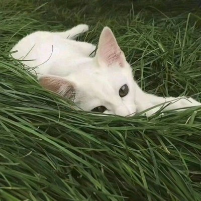 冷澈/绿色唯美背景图//