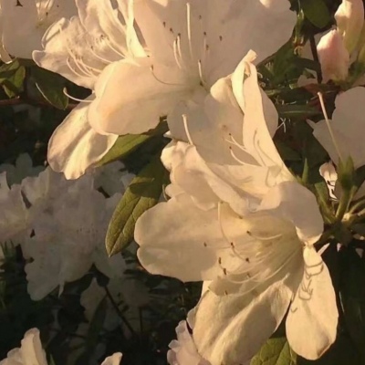 独二/唯美背景图