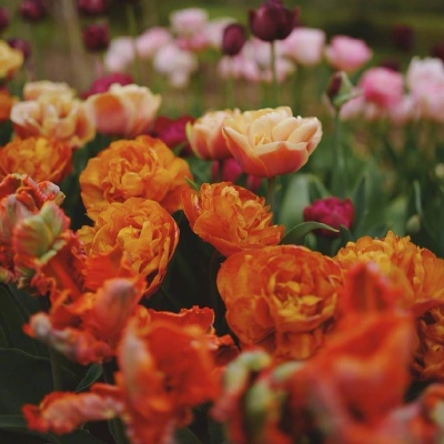 美丽的花头像/Garden