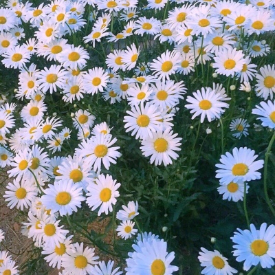 花花/奶酥/拿图留赞啊