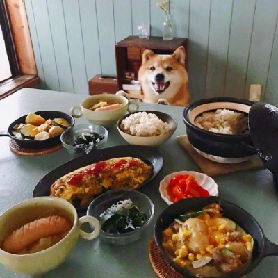 狗狗和早饭你宣谁？/奶酥/这只狗狗太可可了叭