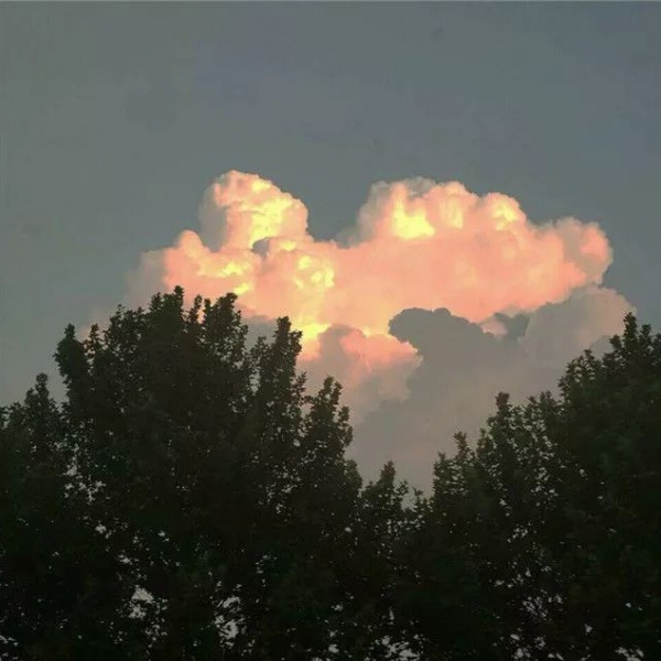 背景图，森系，动物系