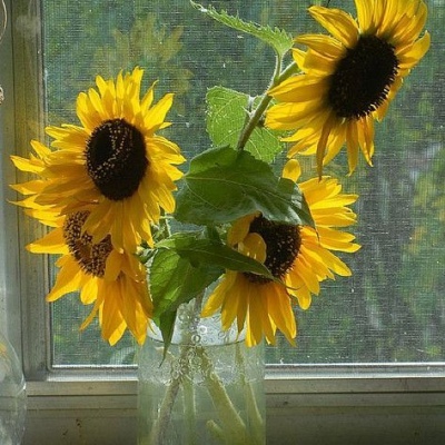 画作分享 向日葵 追逐光的方向 022