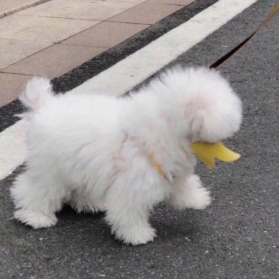 夏子衿/萌宠头像