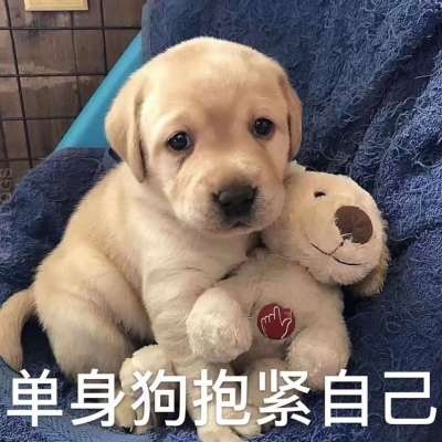 咳咳 ，单身狗/表情包