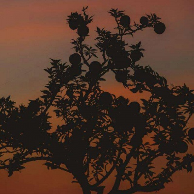 莫稚♡ 南风知我意，吹梦到西洲