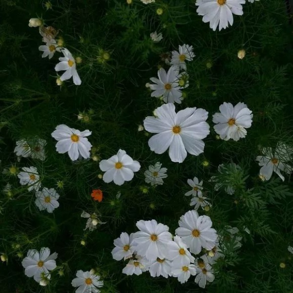 你是小仙女吗？