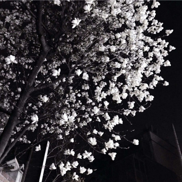 苏濯:治愈背景图 万事胜意.