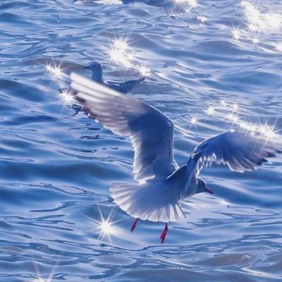 背景图    海底月是天上月，眼前人是心上人