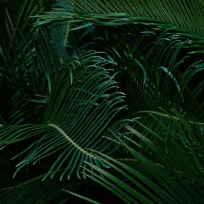 允言/绿色系大自然背景/今日爱您 明天依旧