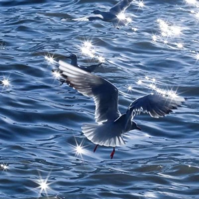 沐糖/冷色调清净优雅高冷壁纸