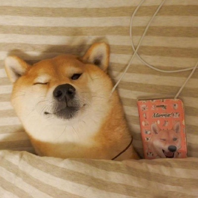 被窝里的柴犬  我懒