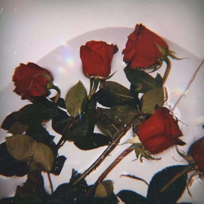 颜值超高的背景图/顾沈辞