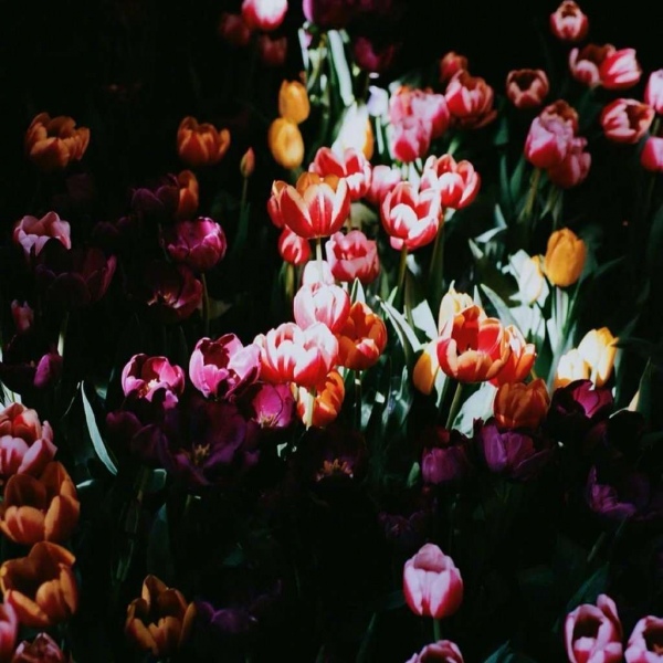 唯美鲜花/复古风/头像背景图/一切都在逝去，但一切也都如此美丽