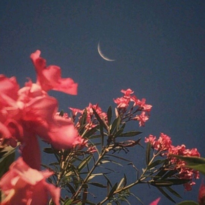 原宿风好看风景花朵好看滤镜调色背景图