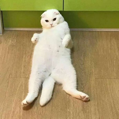 动物头像/前猫咪和后狗狗/可爱合集♡