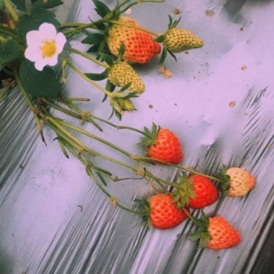 日常更图  草莓背景图?