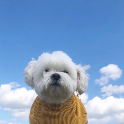 苏辙:动物单人头像。│星河入眼 你入心中 欢迎公主回家.