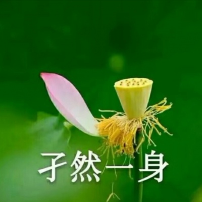 白灏宇：风景静物头像/荷花/文字控/