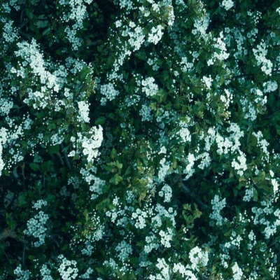 九牧：绿色植物雏菊花朵头像     梦里你是无底的黑洞