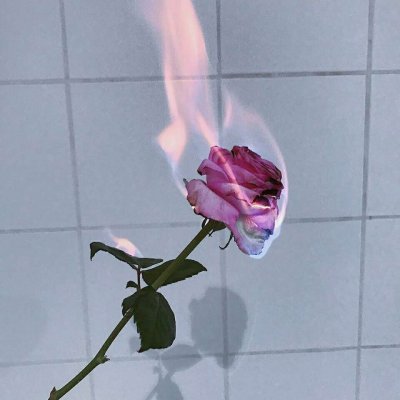 静物风景头像【初来乍到，请多指教❤】