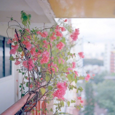 颜酒：唯美背景图/看，那是什么花?_??