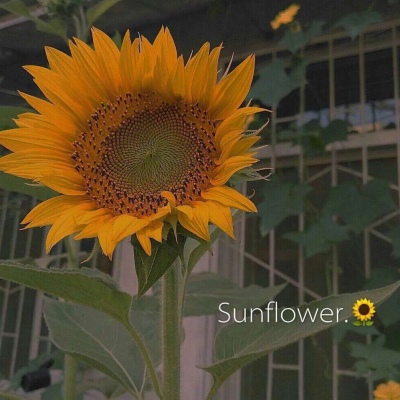 苏苡冉.清新唯美花朵背景图