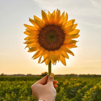 沈曦:唯美向日葵意境头像