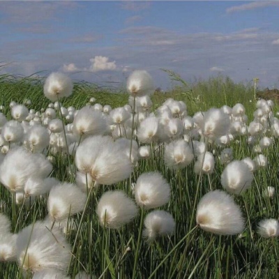 滤镜很美的一组背景图