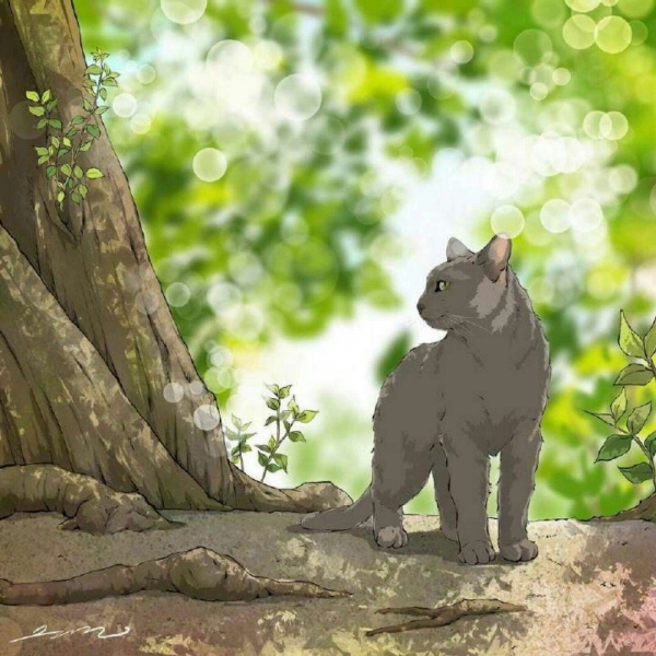 白灏宇:风景静物头像/唯美/猫咪/