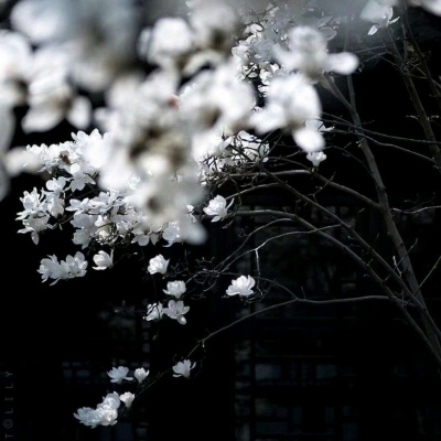 允言/唯美背景/别说太多大道理，爱就努力在一起。