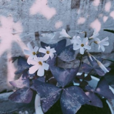 林弦：ins唯美花朵背景图