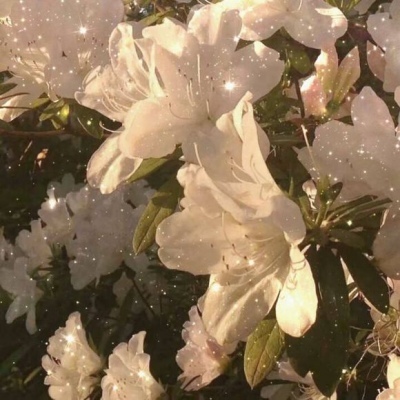 推荐优质花照♡