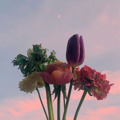 顧北/天空与花朵