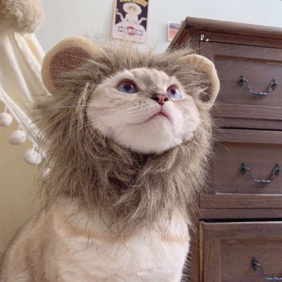 BEii/猪猪/以及不知道名字的小可爱喵