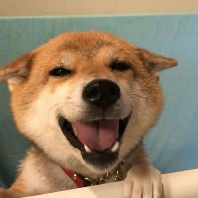 请接收今日份的开心_超可爱的小柴柴₍ᐢ •⌄• ᐢ₎