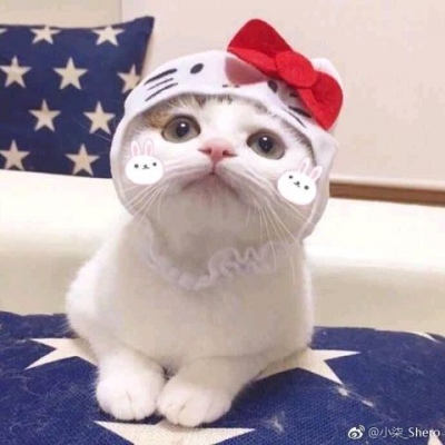 带帽子的猫咪情侣头像