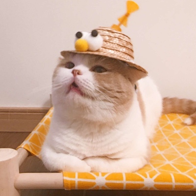 猫咪同框 情侣头像♡