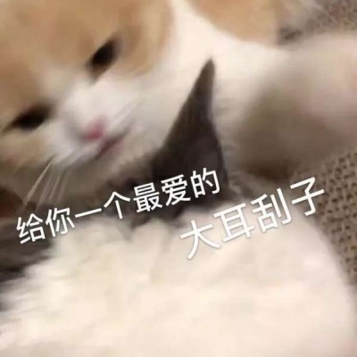 可爱猫猫♥