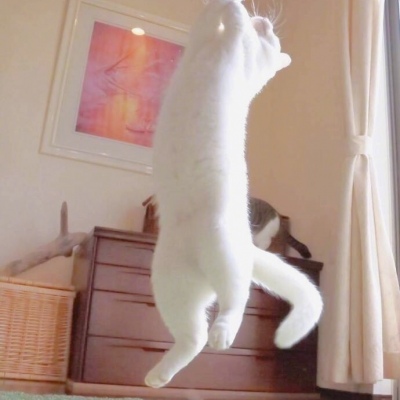 苏辙│可爱猫咪头像│我希望每天清晨看到的都是你♡