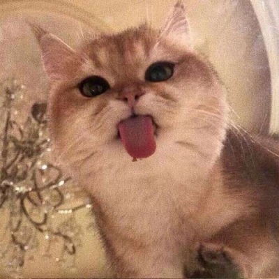 江郁 猫咪头像  (无关风起，无端想你。)