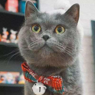 可爱猫咪宠物头像